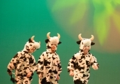 Cow Boogie
